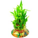 Abana Homes Lucky Bamboo Plant 3 Layer In Glass Bowl With Multi-Colour Jelly