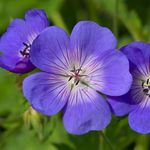 You Garden - Hardy Geranium 'Rozanne' in a 2L Pot - RHS Plant of The Centenary - Drought Tolerant Flowering Perennial Plants for Gardens, Pots, Patios, Beds & Borders