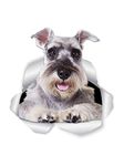 Winston & Bear Super Schnauzer Dog Wall Decals - 2 Pack - Schnauzer 3D Sticker Decals for Walls, Cars, Toilet and More - Retail Packaged Gray Schnauzer Gifts