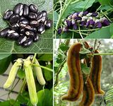 M-Tech Gardens Rare Hybrid Mucuna " Velvet Bean " Exotic 10 Vegetable Seeds for Growing