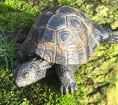 Animal Crackers Tortoise weatherproof resin garden ornament decoration pond lover gift