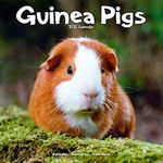 Guinea Pig