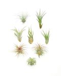 Air Plants