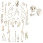 Genex Disarticulated Human Skeleton Model Bone Set for Anatomy with Skull (Medical grade study) Life Size 5ft.