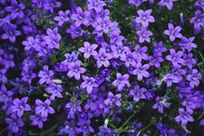 Campanula Bavarian Blue Alpine Plant - Hardy Outdoor Plant for The Garden