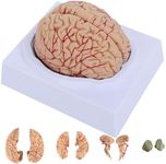 SOEPOTIX Human Brain Model Brain Mo