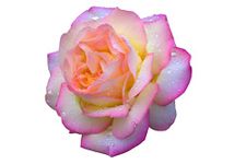 Rose Plant - Hybrid Tea 'Peace' - 1 x Full Plant in 5 Litre Pot - Garden Plants - Outdoor Plants - Rose Plants - Potted Rose - Garden Ready + Ready to Plant - Premium Quality Plants