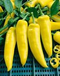 Hungarian Yellow Sweet Banana Pepper Seeds (Non-GMO) Heirloom - All Canadian Seeds - 50+ Seeds