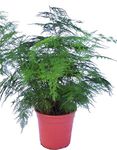 Perfect Plants Asparagus Fern Plant - Asparagus Plumosus in a 12cm Pot - Air Purifying Indoor Plants