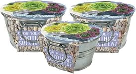 Unique Gardener Grow Your Own Succulents Plant Seeds 3-Pack, DIY Indoor Succulents and Live Plants for Home or Garden Planting, Pail of Peace