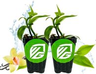 Vanilla Bean Orchid Live Plant (2-P