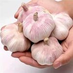 Finest 30 Garlic Cloves " Purple Wight" Planting Now Viable Cloves Seeds 2024