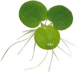 12 Amazon Frogbit (Limnobium Laevigatum), Live Aquarium/Aquatic Floating Plant by G&Z