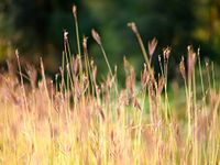 Hundredfold 500 Big Bluestem Grass Seeds - Andropogon gerardii Blue Stem Ornamental Bunch Grasses, Turkeyfoot, Attract Birds, Valued for Native Garden & Wildflower Meadow