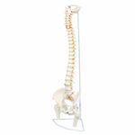 Wellden Medical Anatomical Classic Spine Model with Femur Heads, Flexible, Life Size, 80cm/31.5