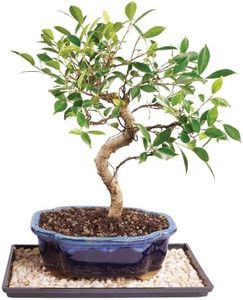 Brussel's Bonsai - Live Golden Gate Ficus Bonsai Tree with Ceramic Bonsai Pot & Humidity Tray, Indoor Bonsai Plant, 10 Years Old, 16-20 Inches Tall, Easy Care Houseplant for Home or Office (Large)