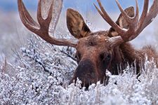 The Hidden Moose Bull Moose Hiding in Sagebrush Photo Art Print Poster 18x12 inch