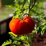 PREMIER SEEDS DIRECT - Tomato - MARMANDE SUPERPRECOCE - 240 Italian Seeds