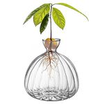 Glass Avocado Tree Flower Vase, Avocado Tree Growing Kit, Avocado Seed Starter Vase Pot, Avocado Plant Hydroponic Vase Gift for Gardening Lovers