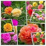 Moss Rose (Portulaca Grandiflora) Mixed Colors 10000+ Fresh Seeds Perennial Multicolored Wild Flower Combination Series (Ground Cover)