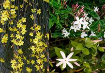 3 Mixed Climbing Jasmine Plants, Beautiful Selection of Jasminum for Any Garden 3fatpigs®