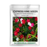 Bhajanlal Greenery Garden Care : Cypress Vine Seeds Creeper Upto 20 Feet Pack Of 50 Seeds