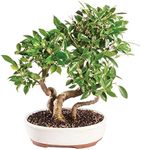 Brussel's Bonsai Live Golden Gate F