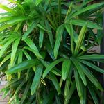 Hug A Plant | Raphis Palm/Lady Palm (Rhapis excelsa) Ornamental Live Plant (Home & Garden)