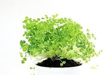 Chia Seeds for Planting - Chia Microgreens (1,000 Seeds)