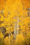 Colorado, Near Steamboat Springs, B