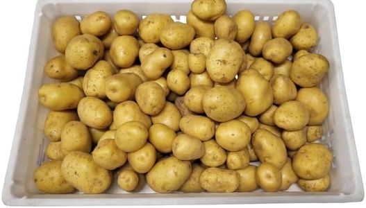Pomme de t