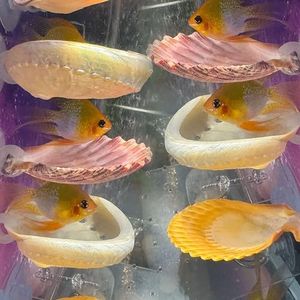 6 Pack Betta Fish Resting Spot House Shell Bed Toys for Aquarium Small Fish Hide Decoration Natural Habitat Spawning Grounds for Betta Shrimp Cichlid Breeding