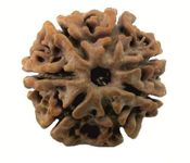 ShivaRatna 7 Mukhi Lab Certified Rudraksha (Origin Nepal) Good Shape & Matured Bead