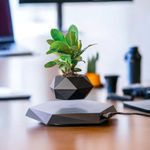 Amulya Farms | Succulent Plant with Z Black Floating Levitating & Rotating Pot - a Defiance to nautral Gravity | Unique Porsche Home Decor and Premium Gift | Office, Kitchen & Table Decor Upgrade