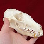 CLLOEAT Taxidermy Real Fox Skull Animals Skulls, Real Bones Specimen, Taxidermy Supplies for Science Education, Special Gift, DIY Home&Office Decor