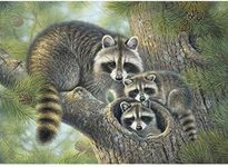 DIY 5D Diamond Painting by Numbers Kits, Raccoons on The Tree, Full Drill Rhinestones Paint with Diamonds Crystal Diamond Art (Raccoon)