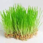 Juicing Wheat Grass