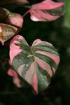 LITTLE JUNGLE Philodendron Pink Princess - Healthy Live Plant with White Pot, Air Purifying Plant, Indoor Plants for Living Room, Gifting, Bedroom, Kitchen, Garden, Balcony, Home Décor & Office Desk