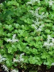 Perennial Farm Marketplace Sedum ternatum (Woodland Stonecrop) Groundcover, 1 Quart, White Flowers