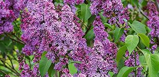 30pcs Purple Fragrant Lilac Shrub Seeds Vulgaris Syringa Flowers Seed