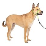 PetSafe Gentle Leader Headcollar, No-Pull Dog Collar Perfect for Leash & Harness Training Stops Pets from Pulling and Choking on Walks Medium, Apple Green