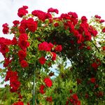Carbeth Plants Red Climbing Rose in 3L Pot - Summer Flowering - Excellent Rose for Walls, Trellises and Arches