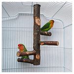 DuvinDD Parrot Cage Perch Stand Parakeet Toys Natural Wood Branch Perch for 3 or 4 Small Medium, Cockatiel, Conure, Budgie, Love Bird, Finch