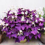 12+ Bulbs Purple Shamrocks Oxalis T