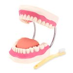 RONTEN Dental Teeth Care Model - Mouth Model for Speech Therapy, Enlarged 6 Times Standard Size, for Both Dental and Speech Therapy Training. Includes Matching Giant Toothbrush
