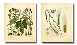 Craft Beer Art Print – Hops and Barley Vintage Botanical Drawing – 8x10 Matte Unframed – Great Gift for Homebrewers and Beer Enthusiasts