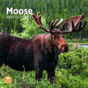 2025 Moose