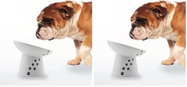Necoichi Raised Dog Food Bowl, Elevated, for Dogs and Cats, Pets Feeding Feeder Non-Slip for Small Dogs Dishwasher and Microwave Safe, No.1 Seller in Japan! (Dog, Extra Wide Tilted) (Pack of 2)