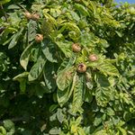 Medlar Fruit Tree Dwarf Patio Tree for Garden Common Medlar Quince Admas Mespilus Dutch Medlar Minshull Crab Hardy Tree Easy to Grow Your Own Outdoor Fruit 1x 4-Litre Potted Plant by Suttons