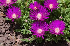 25 STARDUST ICE PLANT Mesembryanthemum Delosperma Floribunda Purple Flower Seeds